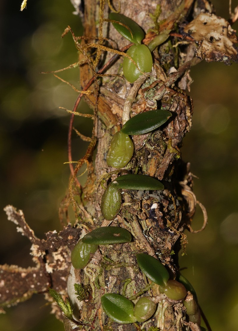 Bulbophyllum bowkettiae photo 7