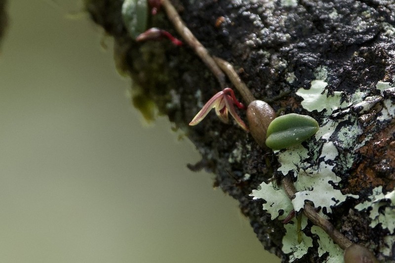 Bulbophyllum bowkettiae photo 8
