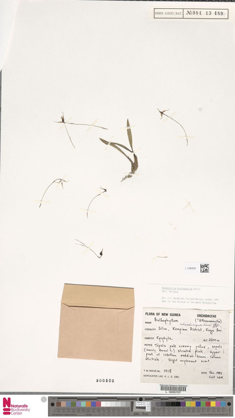 Bulbophyllum brachypetalum