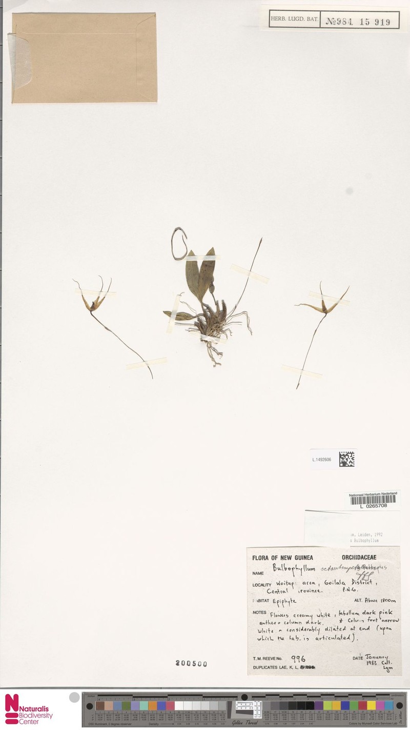 Bulbophyllum brachypetalum photo 2