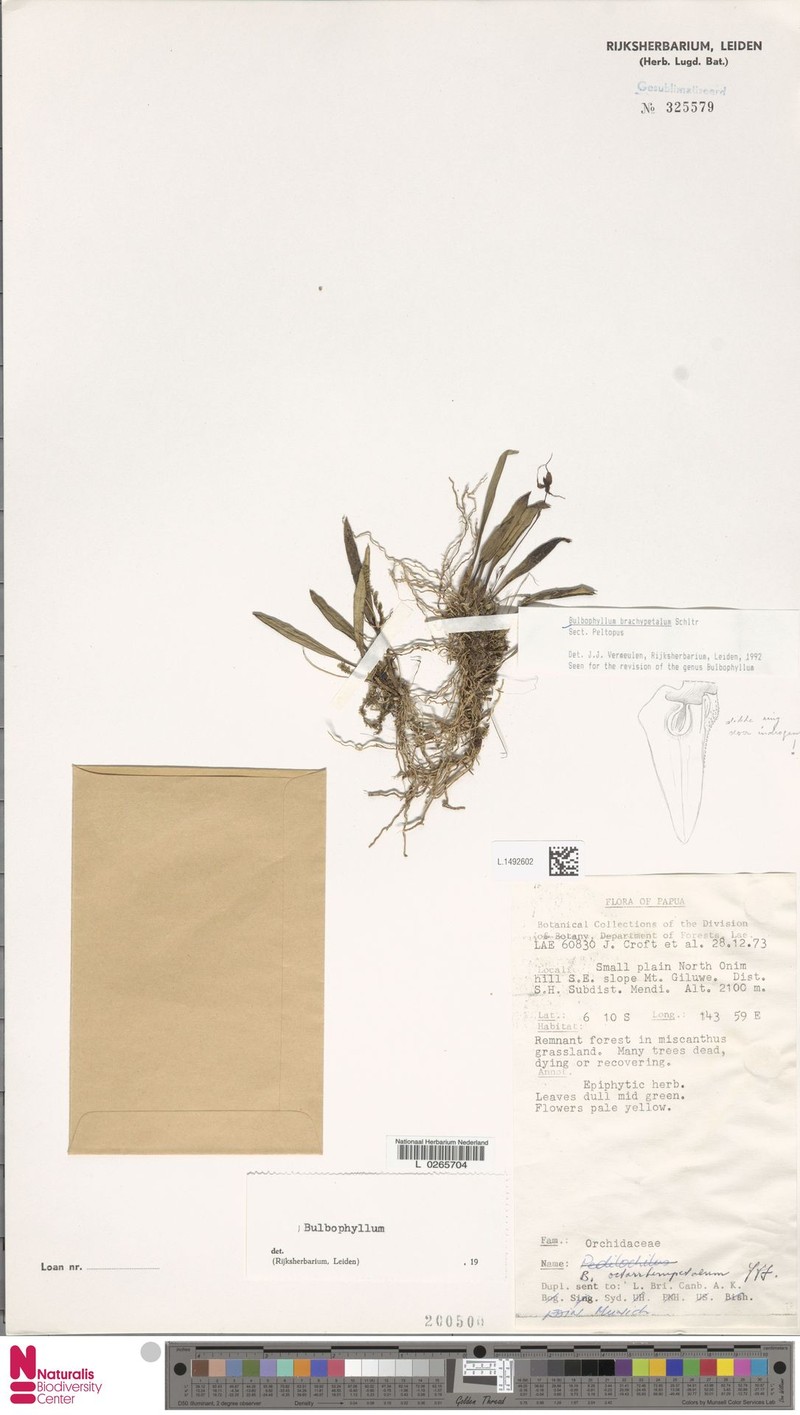 Bulbophyllum brachypetalum photo 3