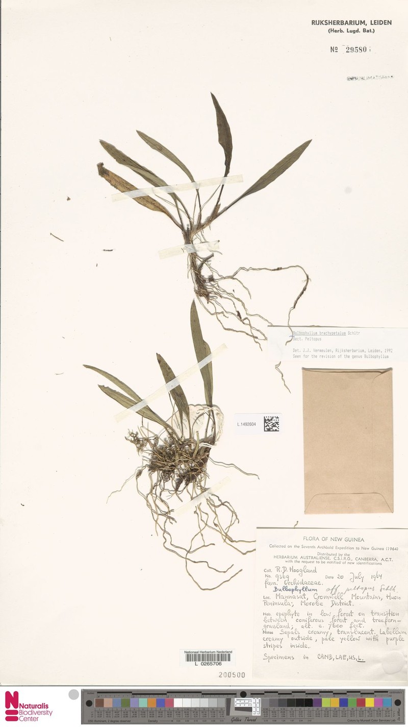Bulbophyllum brachypetalum photo 4