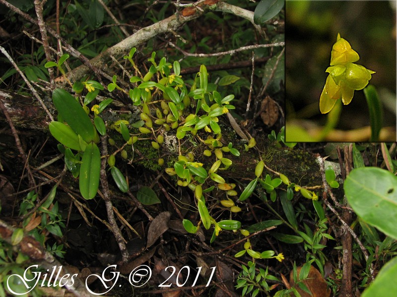 Bulbophyllum brachystachyum photo 2