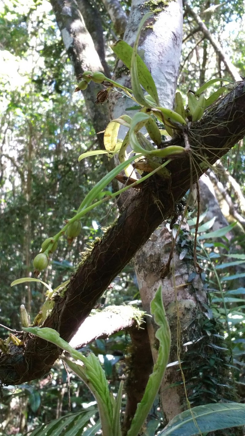 Bulbophyllum brachystachyum photo 3