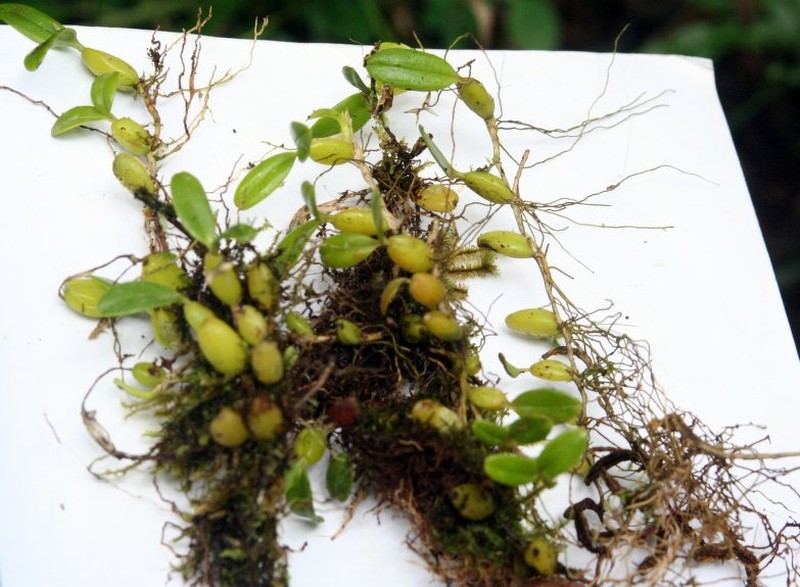 Bulbophyllum brachystachyum photo 4