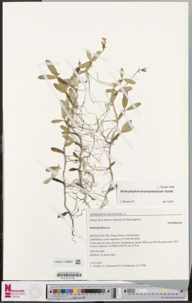 Bulbophyllum brachystachyum photo 5