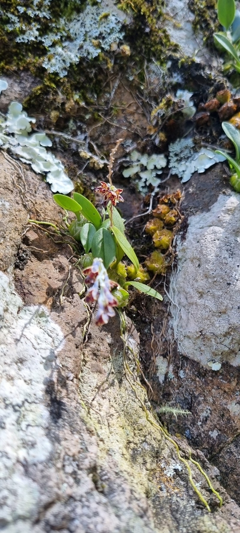 Bulbophyllum bracteatum