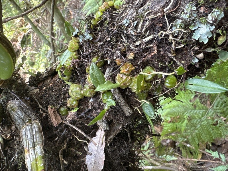 Bulbophyllum bracteatum photo 2