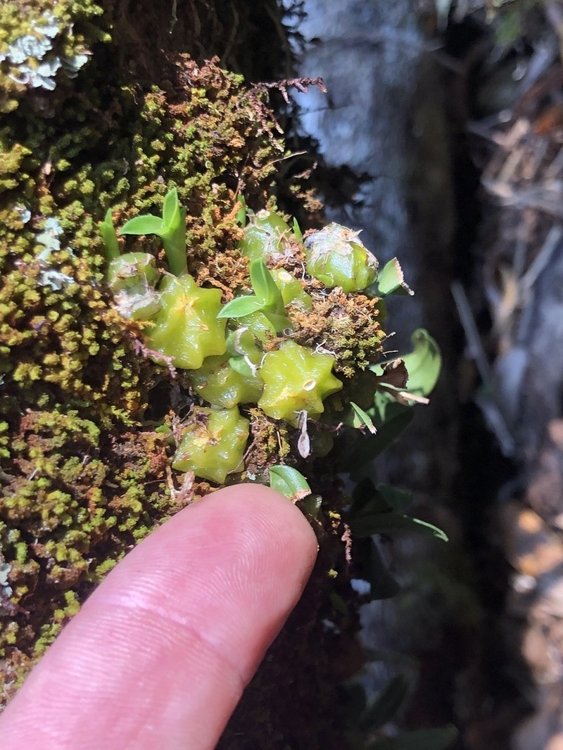 Bulbophyllum bracteatum photo 3