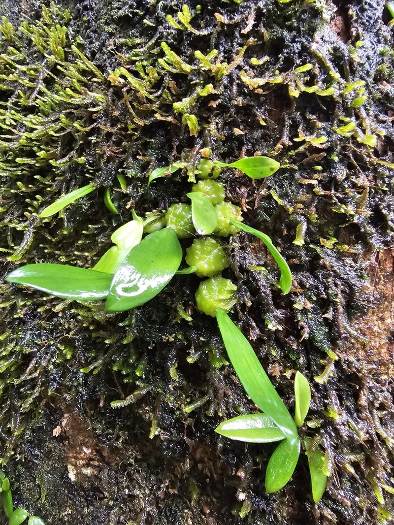 Bulbophyllum bracteatum photo 4