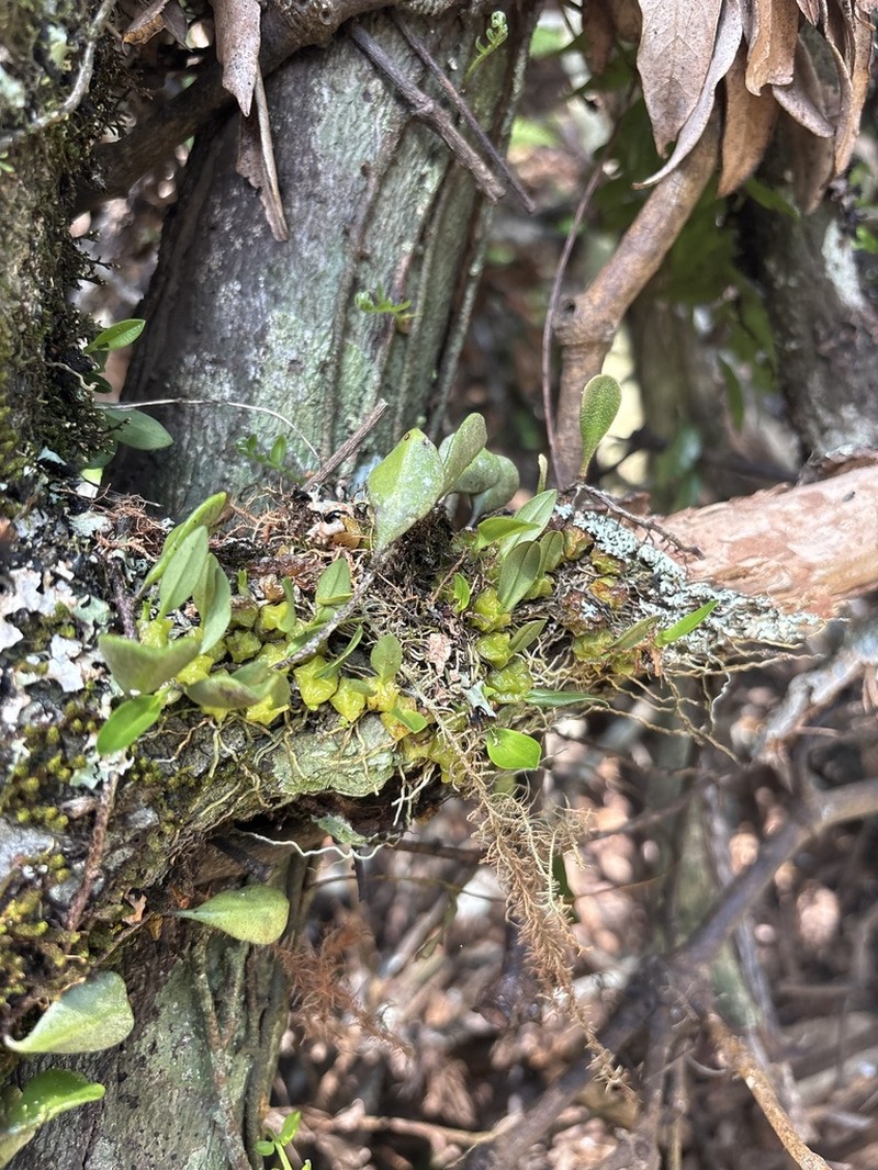 Bulbophyllum bracteatum photo 5