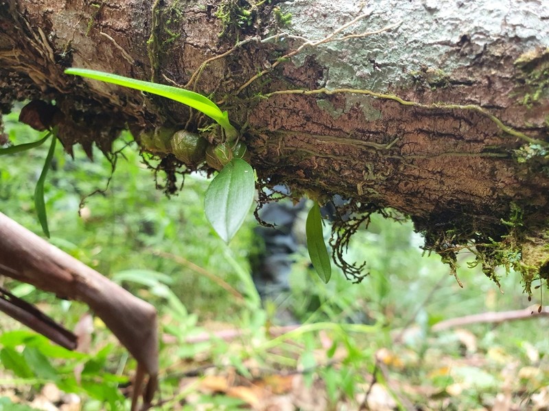 Bulbophyllum bracteatum photo 6