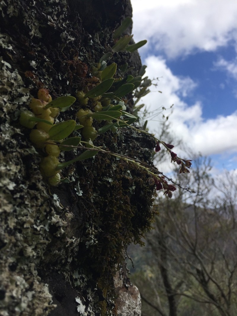 Bulbophyllum bracteatum photo 7