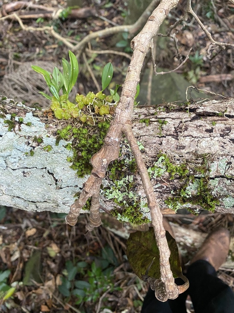 Bulbophyllum bracteatum photo 8