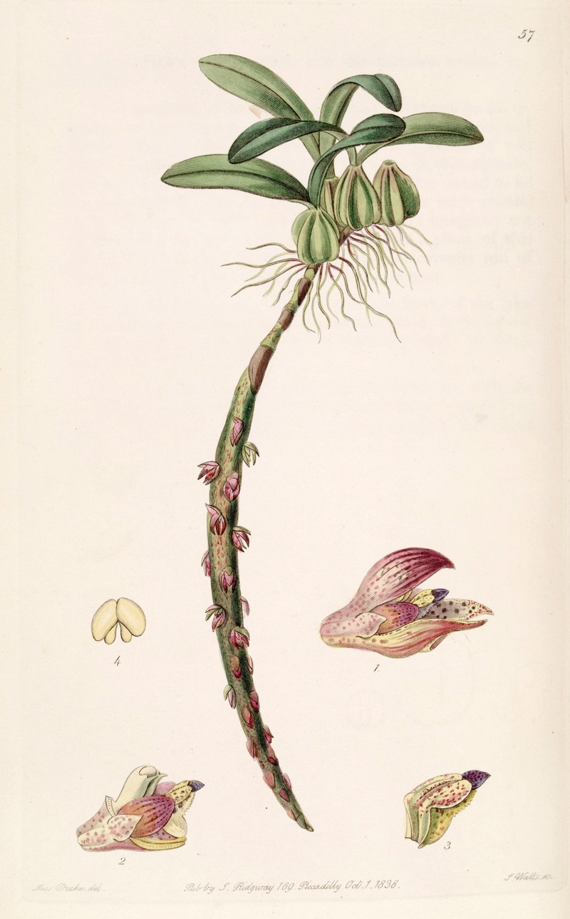 Bulbophyllum bracteolatum