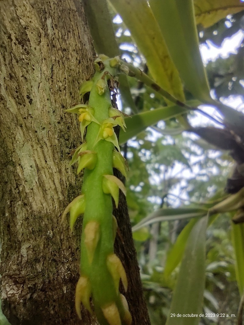 Bulbophyllum bracteolatum photo 2