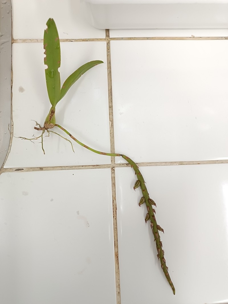Bulbophyllum bracteolatum photo 3