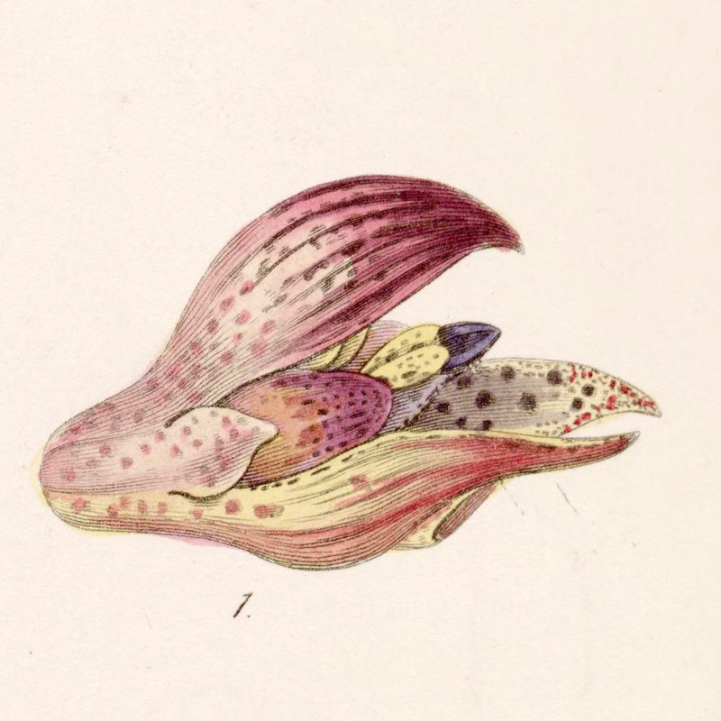 Bulbophyllum bracteolatum photo 4