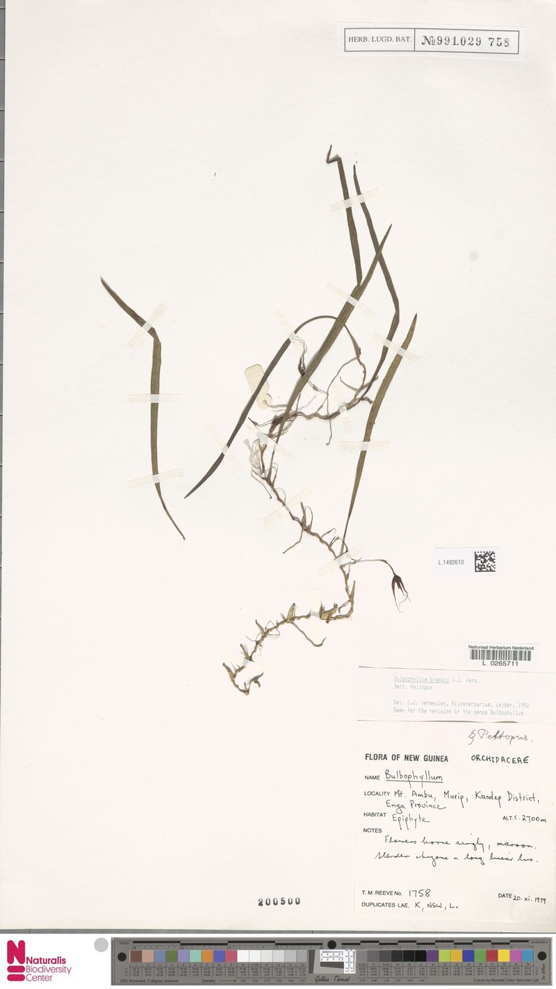 Bulbophyllum brassii