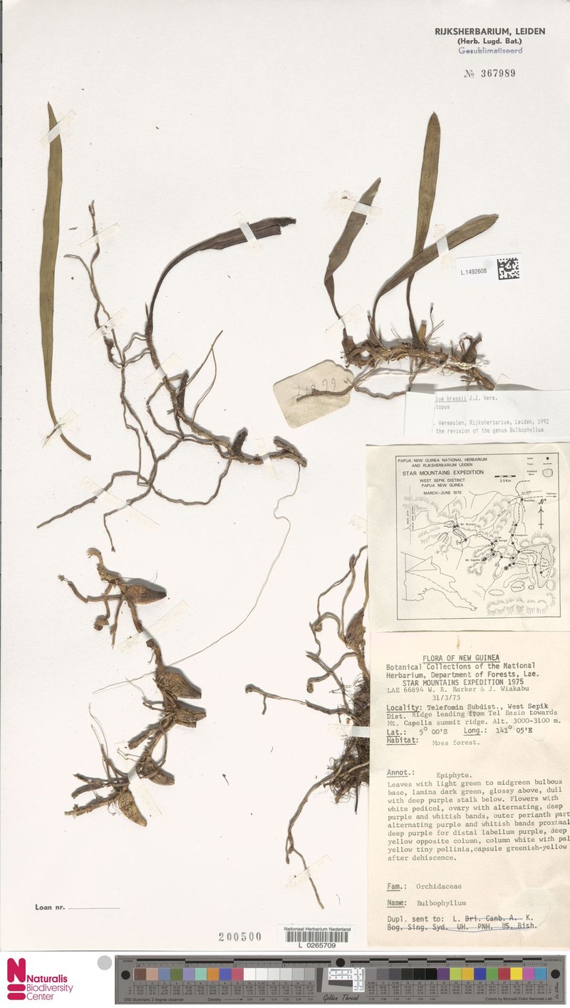 Bulbophyllum brassii photo 2