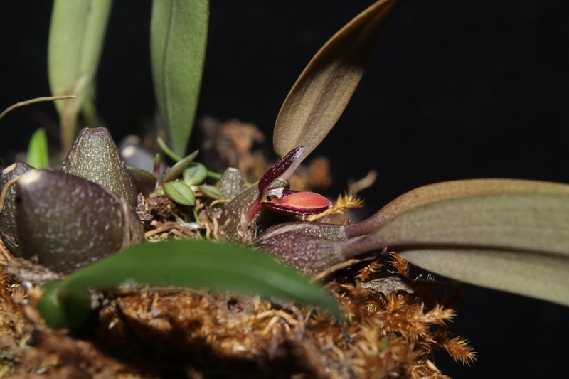 Bulbophyllum breve