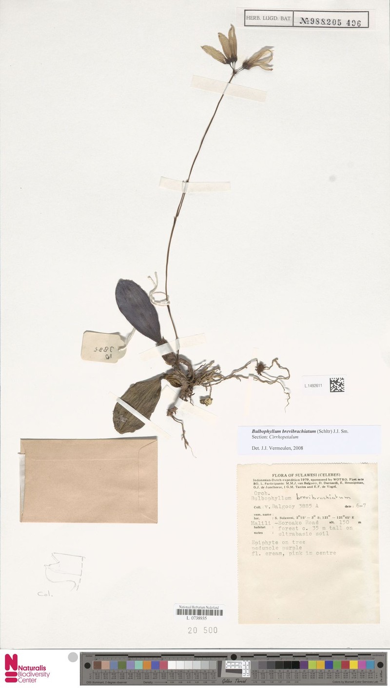 Bulbophyllum brevibrachiatum