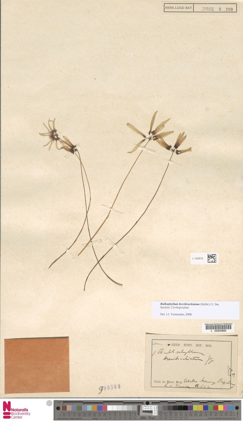 Bulbophyllum brevibrachiatum photo 2