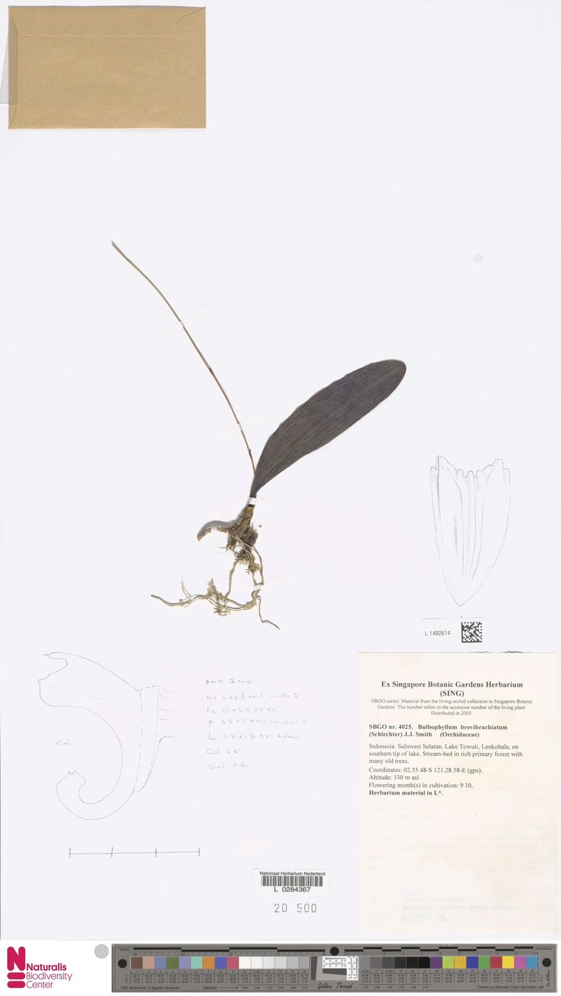 Bulbophyllum brevibrachiatum photo 3