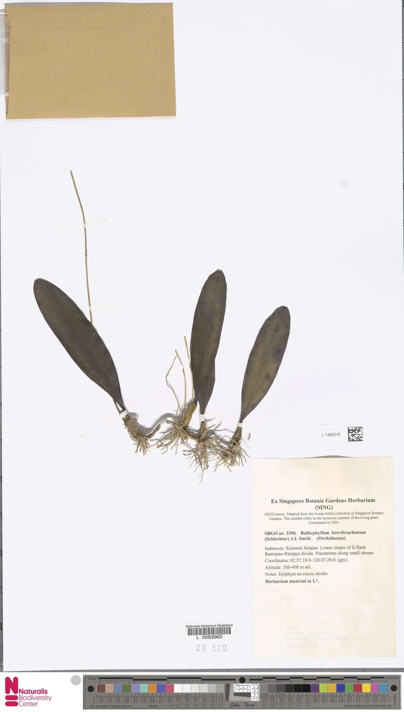 Bulbophyllum brevibrachiatum photo 4