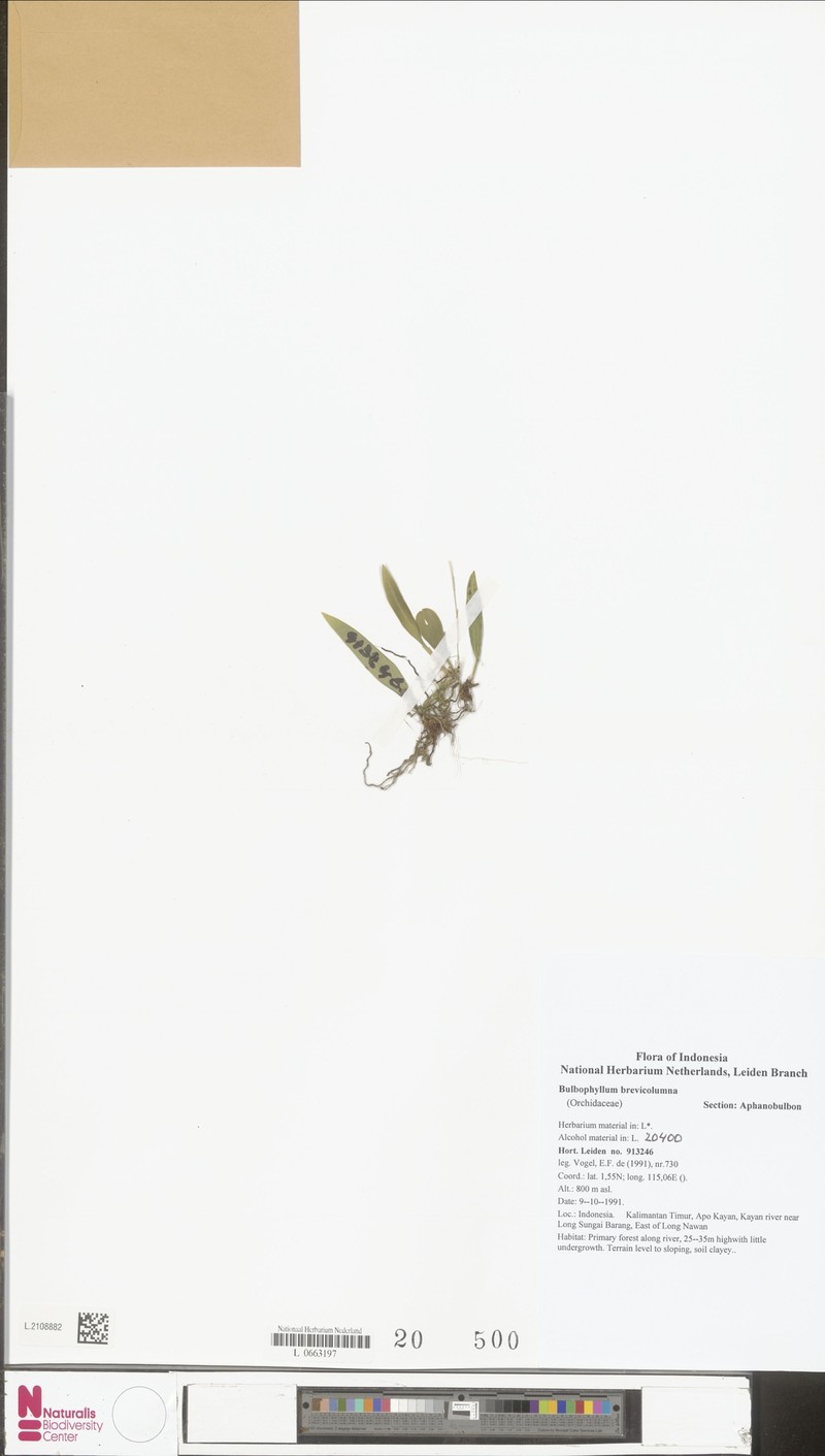 Bulbophyllum brevicolumna