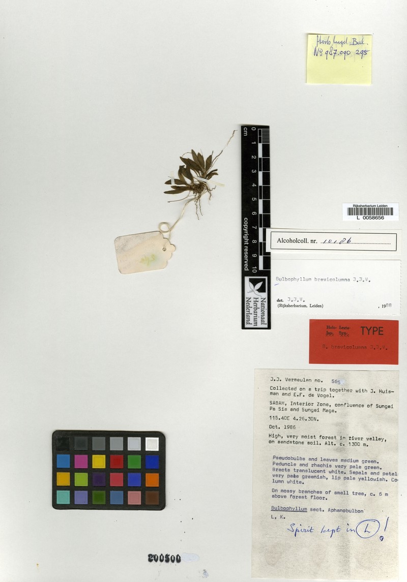 Bulbophyllum brevicolumna photo 2