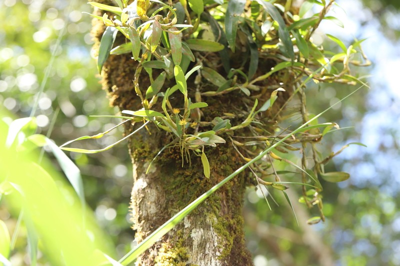 Bulbophyllum brevipes