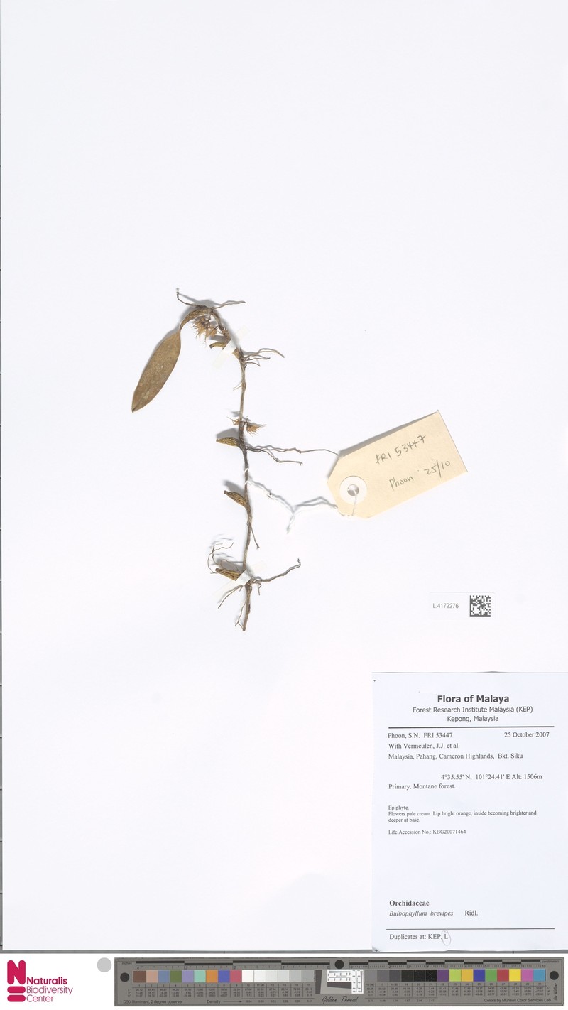 Bulbophyllum brevipes photo 2
