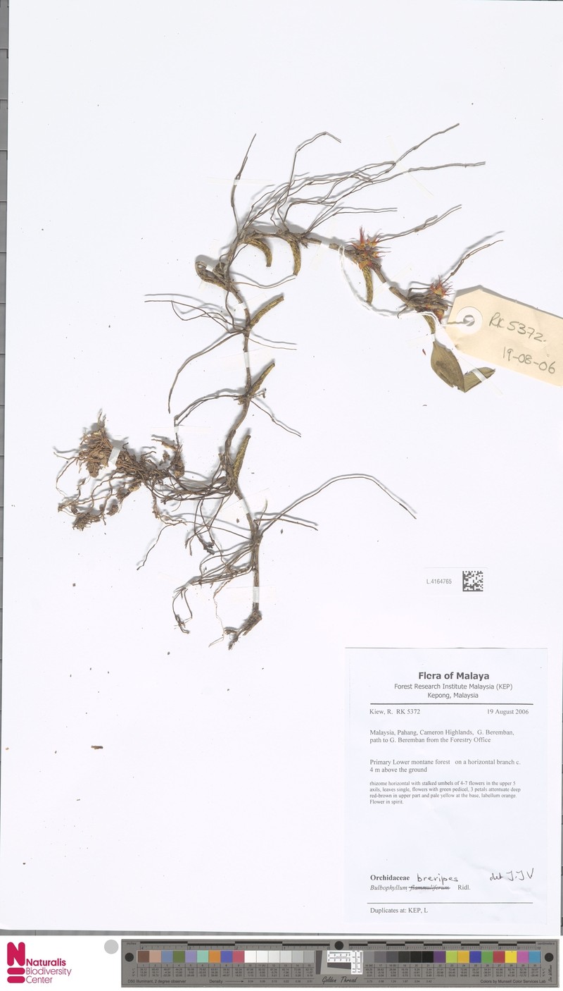 Bulbophyllum brevipes photo 3