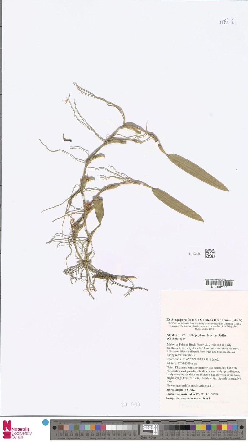 Bulbophyllum brevipes photo 4