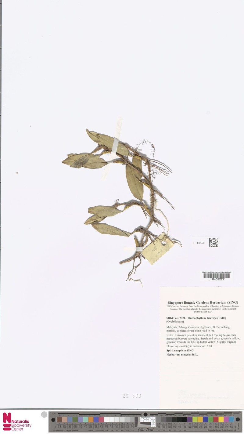 Bulbophyllum brevipes photo 5