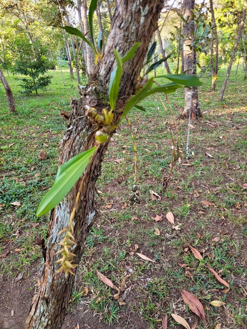 Bulbophyllum brevipetalum