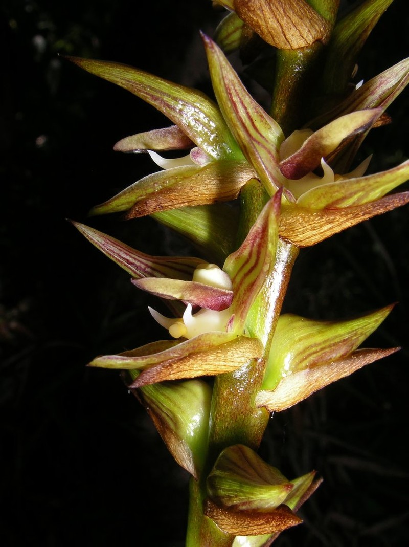 Bulbophyllum brevipetalum photo 3
