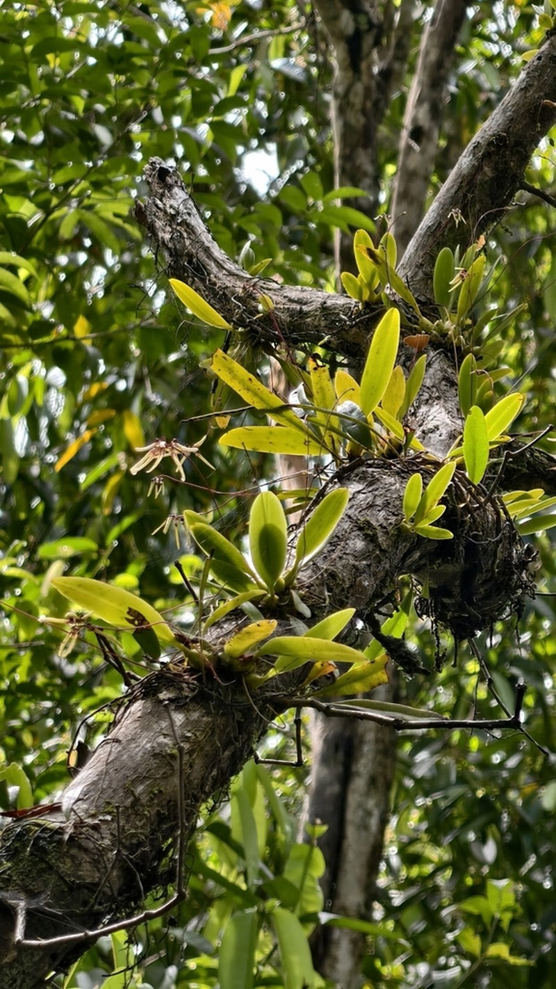 Bulbophyllum brienianum