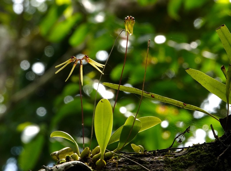 Bulbophyllum brienianum photo 2