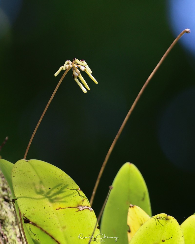 Bulbophyllum brienianum photo 3