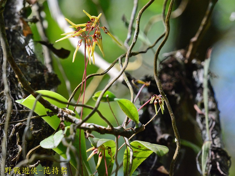 Bulbophyllum brienianum photo 4