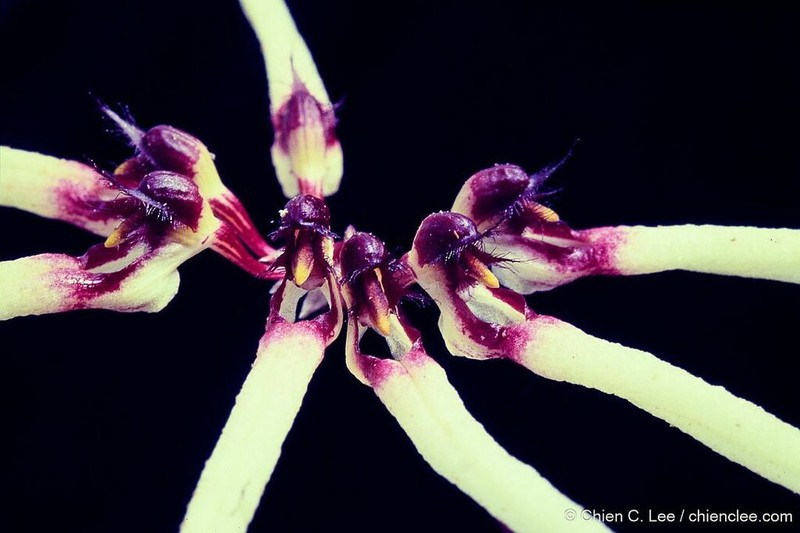 Bulbophyllum brienianum photo 5