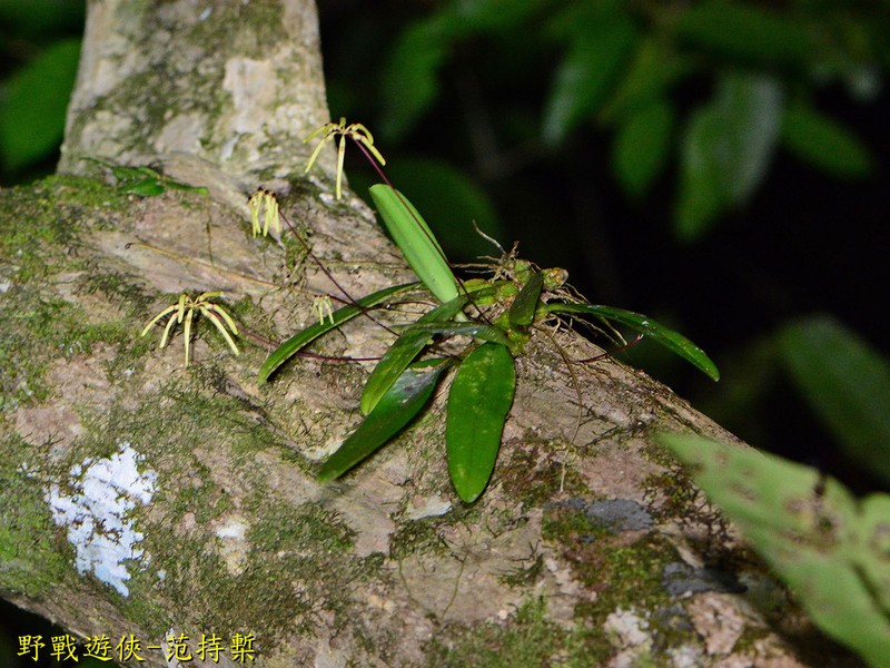 Bulbophyllum brienianum photo 6