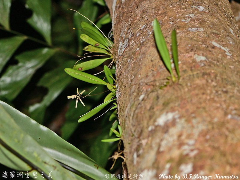 Bulbophyllum brienianum photo 7