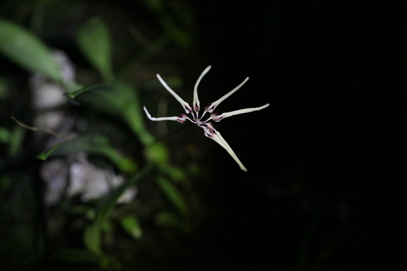 Bulbophyllum brienianum photo 8