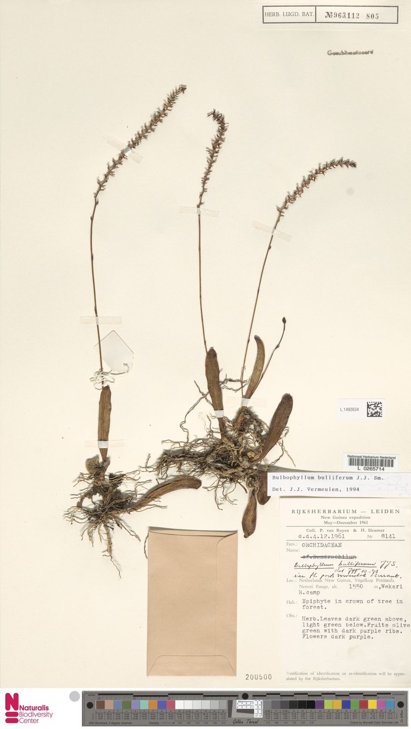 Bulbophyllum bulliferum