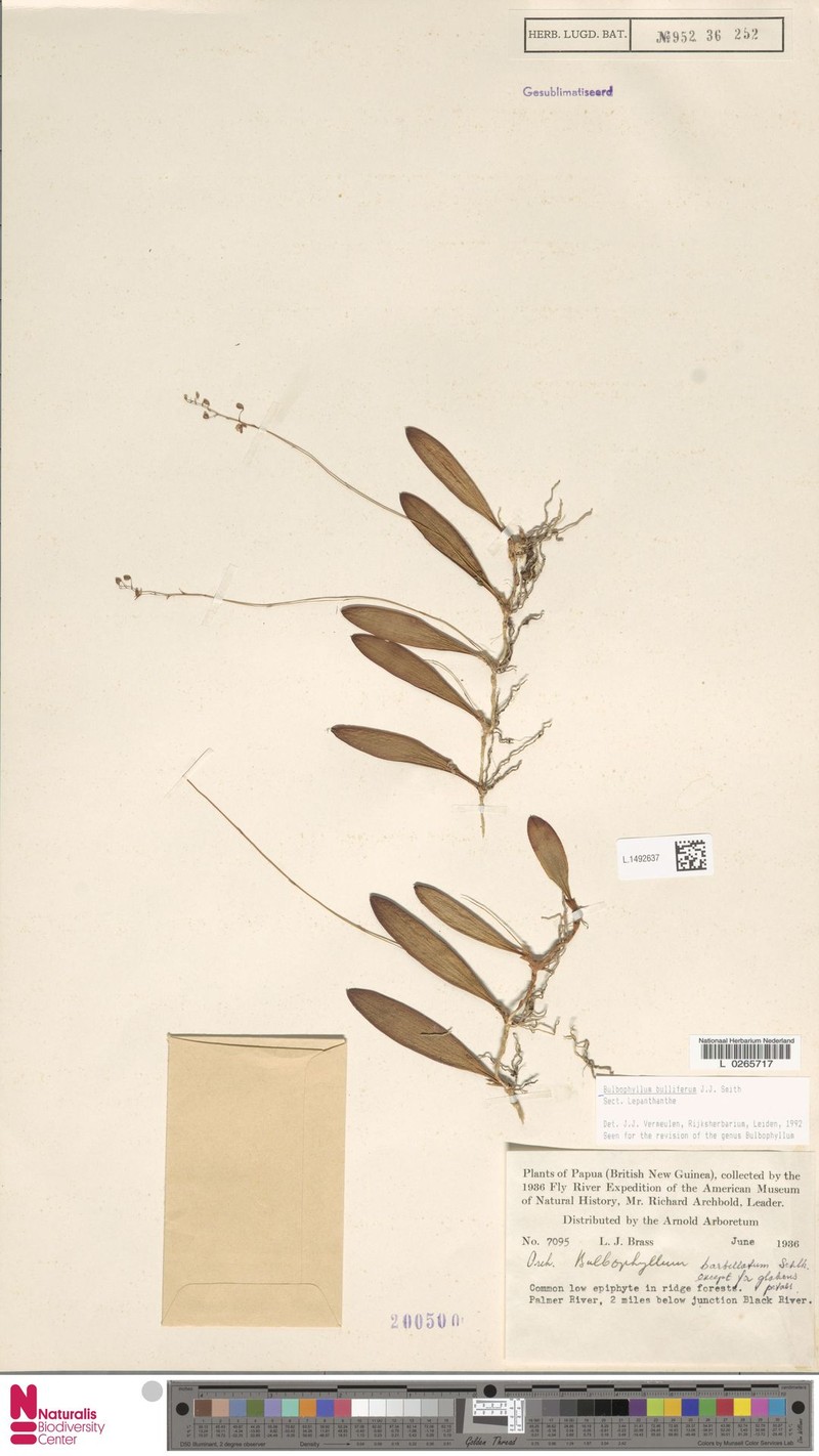 Bulbophyllum bulliferum photo 2