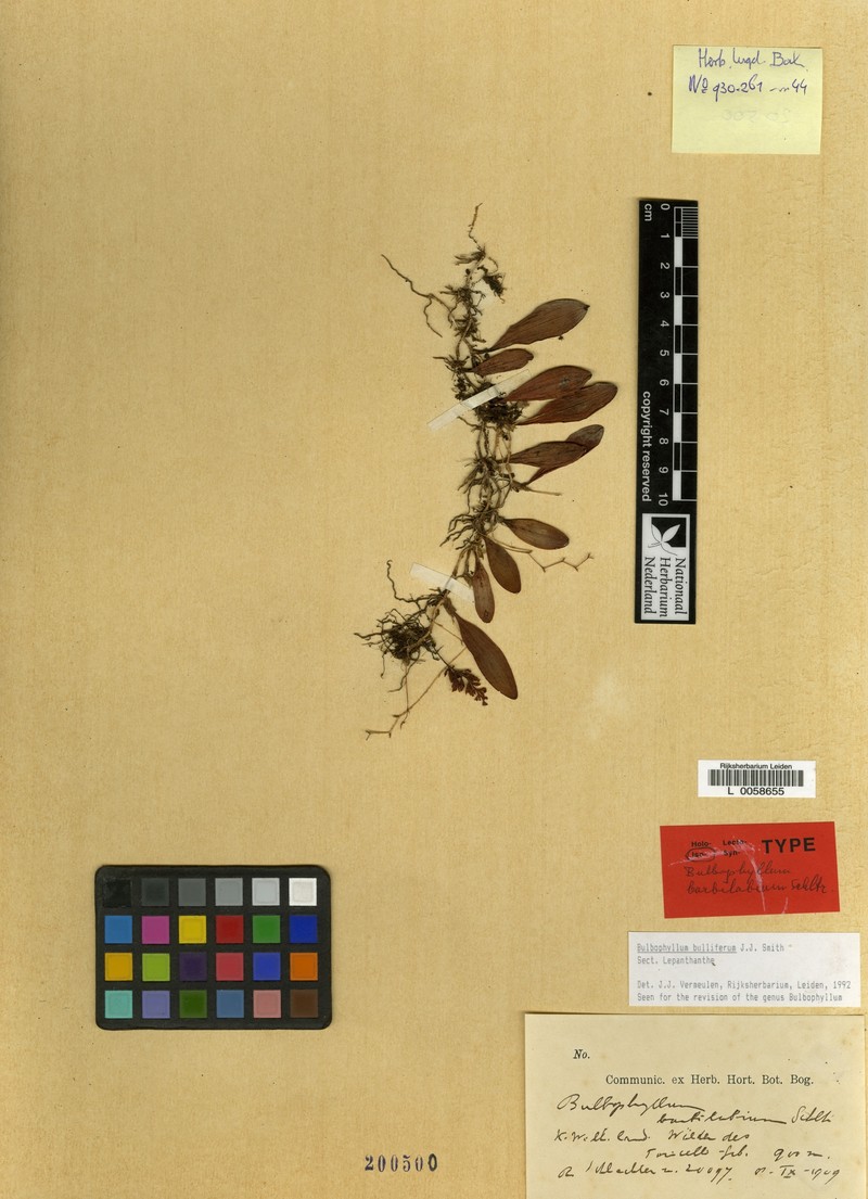 Bulbophyllum bulliferum photo 3