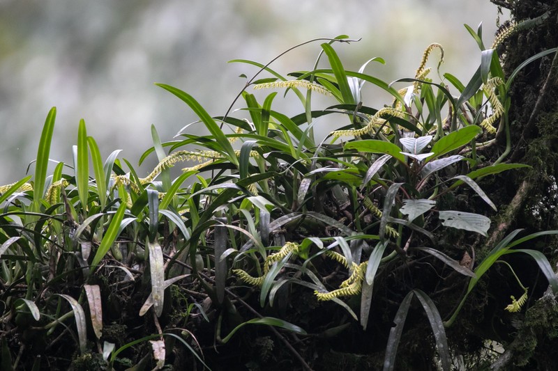 Bulbophyllum burttii